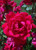1 Gallon The Double Knock Out Rose - Red Blooming Shrub Rose Bush - Live Plants