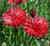 Bachelor Button Tall Red Seeds 50 plus Seeds Beautiful Bright Red Colored Blooms.