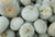 Winter Squash Blue Hubbard - Squash Seeds