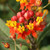 Outsidepride Mexican Butterfly Weed Plant Flower Seeds - 5000 Seeds