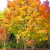 Sugar Maple -Acer Saccharum Northern- 10 Seeds for Planting Open Pollinated Heirloom Non-GMO Rock Maple Hard Maple Northern Showy Fall Color Hardy Canada Maple Hardwood Maple
