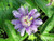 10 Passiflora Incarnata Seeds -Purple Passion Flower-