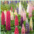 Rare Flower Plant Seeds 100 plus Lupin Seeds - Russell Mix