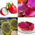 100 Seeds Dragon Fruit Pitaya Seeds Mix 4 Kinds Yellow red White Purple