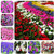 2000 Pcs Mixed Petunia Seeds Plant Fresh Garden Seeds Gardeners Choice!?Mixed Color?