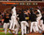 Matt Cain - Throws a Perfect Game June 13 2012 MLB 8x10 Photo -San Francisco Giants-