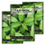Sow Right Seeds - Thai Basil Seed for Planting- Non-GMO Heirloom Seeds- Instructions to Plant and Grow a Kitchen Herb Garden Indoors or Outdoor- Great Gardening Gift -3 Packets- Sow Right Seeds - Thai Basil Seed for Planting- Non-GMO Heirloom Seeds- Instructions to Plant and Grow a Kitchen Herb Garden Indoors or Outdoor- Great Gardening Gift -3 Packets-