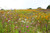 Sweet Yards Seed Co. Drought Tolerant Wildflowers Mix  Bulk Quarter Pound Bag  Over 30,000 Open Pollinated Non-GMO Seeds  21 Different Dryland Species!