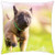 LESGAULEST Throw Pillow Cover -18x18 inch- - Puppy Sweet Dog Cute Summer Young Animal Pet