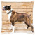 LESGAULEST Throw Pillow Cover -24x24 inch- - Dogs Boxer Doggy Pet Animal