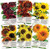Crazy Sunflower Seed Packet Assortment (6 Individual Seed Packets) Non-GMO Seeds by Seed Needs