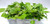 Spilanthes Flower Plant -Buzz Button- Acmella oleracea- Grow Kit- Open-Water-Enjoy