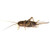 Josh's Frogs 3-4" Banded Crickets -500 Count-