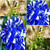 20S-e-e-ds Blue Dragon Rose S-e-e-ds