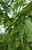 Prosopis glandulosa Honey Mesquite Trée 5S-e-e-ds