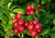 RubyShop724 Mountain Crowberry S-e-EDS Vaccinium Vitis-idaea- 25 S-e-EDS