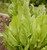Sorrel- Rumex Acetosa- 200S-e-e-ds