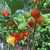 10S-e-e-ds Mild Biquinho Pepper' S-e-e-ds