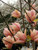 5S-e-e-ds Coral Lake Magnolia S-e-e-ds Lily Flówer Trée Tulip Magnol Liliiflora