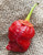 Red Bubblegum BBG7 7 Pot Pepper Premium Seed Packet