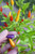 20S-e-eds Pepper S-e-eds "Numex Twilight" chili pepper S-e-ed