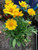 200S-e-eds Lanceleaf Coreopsis S-e-eds TickS-e-ed Coreopsis
