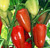 RubyShop724 Pepper' 30Se-e-d - Sweet Gypsy Pepper' Se-e-ds