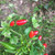 RubyShop724 30S-e-e-ds Hatch Valley Piquin Chile Pe'pper