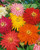 Zinnia- Cactus FloweredMix- 100 S-e-e-ds