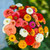 Cut and Come Again Zinnia S-e-e-ds elegans 100S-e-e-ds