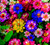 5G Mixed Zinnia Flower Seed Easy to Grow Plant