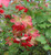 RubyShop724 30S-e-e-ds American Highbush Cranberry Viburnum trilobum
