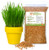 Wheatgrass Seeds - Organic Cat Grass Seeds, Hard Red Wheat, Two Pounds | Non-GMO, Chemical-Free | USA Grown | Bulk 2 lbs