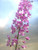 PHK Fireweed S.e.ed Chamaenerion angustifolium 350 S.e.EDS