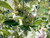 PHK Marshmallow S.e.ed Althaea Off.icinalis 50 S.e.EDS