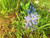 PHK Common Camas S.e.ed camassia Quamash 100 S.e.EDS
