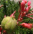 PHK Hesperaloe parviflora S.e.EDS - Red Yu'cca 50 S.e.EDS