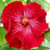 RubyShop724 20Se-e-ds Rare Red Pink Hibiscus Se-e-ds