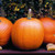 RubyShop724 25 S-e-EDS Howden Biggie Pumpkin S-e-EDS Big Pumpkin S-e-EDS