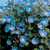 RubyShop724 Morning Glory Heavenly Blue Ipomoea Tricolor 200 S-e-e-ds
