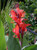 15S-e-e-ds Canna Edulis S-e-e-ds - CannaLily - Achira