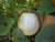 20S-e-e-ds Casper White Pumpkin S-e-e-ds