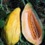 30S-e-e-ds Banana Melon-Cantaloupe S-e-e-ds