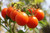 50S-e-e-ds Red Sweetie Cherry Tomato' S-e-e-ds