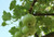 15S-e-e-ds Green Spoon Bottle Gourd' S-e-e-ds