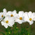 50S-e-e-ds White Dwarf Cosmos S-e-e-ds Calliopsis GardenS-e-e-ds