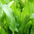 250S-e-e-ds Large Leaf Sorrel Rumex acetosa S-e-e-ds