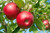Dwarf Apple S-e-e-ds - Fuji - Malus Domestica Fuji 10S-e-e-ds