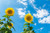 25S-e-e-ds King Kong Sunflower' S-e-e-ds
