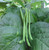 20S-e-e-ds Kentucky Wonder Green Bean S-e-e-ds